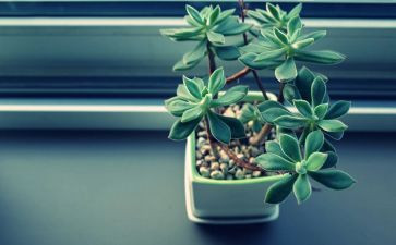 植物的调查报告5篇