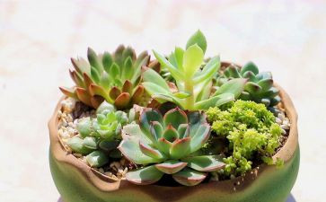 写植物的小学生作文7篇