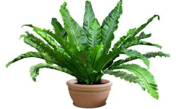 400字植物作文6篇