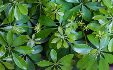 植物染教案优质7篇