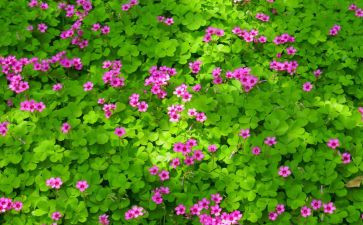 400字植物作文最新6篇