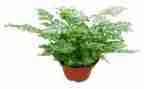 植物染教案最新5篇