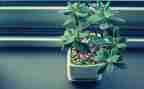 植物的调查报告5篇