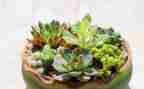 写植物的小学生作文7篇