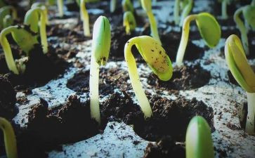 种子植物教案6篇