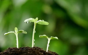 种子的旅行作文6篇