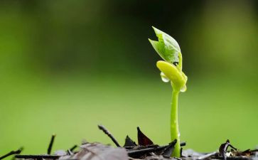 选种子教案优质5篇